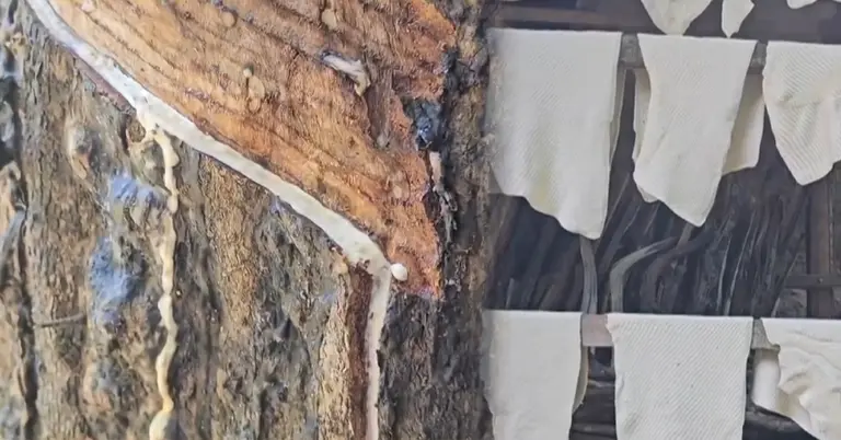 বান্দরবানের রাবার শিল্প